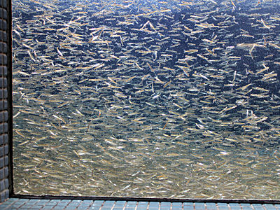 稚魚４万尾の群泳