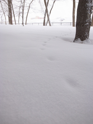 雪の中の足跡