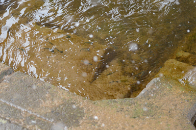 豊平川で初めて泳ぐ稚魚たち