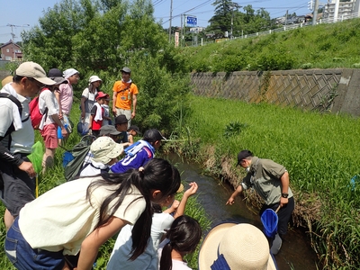 北の沢川さかなウォッチング